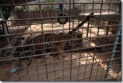 0011 - Zoo, environs Kampot