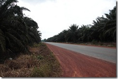 0075 - Plantations de palmiers, Route 3, Kampot vers Chi Pat