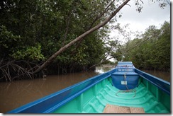 1485 - Mangrove, Tour en bateau dans les marais, Environs Nam Can, Environs Ca Mau