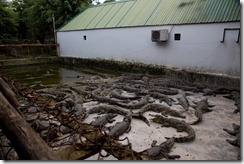 1518 - Ferme de crocodiles, Environs Long Xueyn