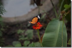 0202 - Butterfly center, Environs Siem Reap