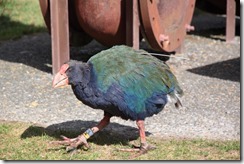 0200 - Oiseau bizarre, Zelandia, Wellington