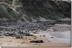 0494 - Oiseaux sur une plage (pas des pingouins), Catlins vers Manapouri