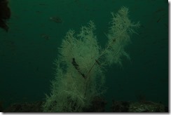 0514 - Corail noir et black starfish, Aquarium dans l'eau, Milford Sound