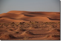 0215 - Chameau et dune de sable, SudSudEst, Merzouga