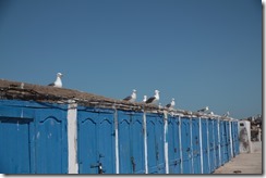 0587 - Cabines bleus, Port de pêche, Essaouira