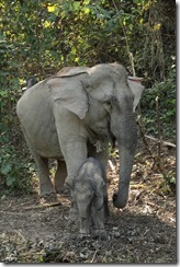 0147 - Xanabury, Environs Xanabury, Elephant Conservation Center, Zone accouchement, elephanteau