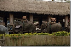 0191 - Luang Prabang, Environs Luang Prabang, Elephant village, elephants en attente