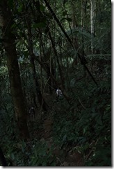 0293 - Houay Xai, Gibbon Experience, Trek dans la jungle